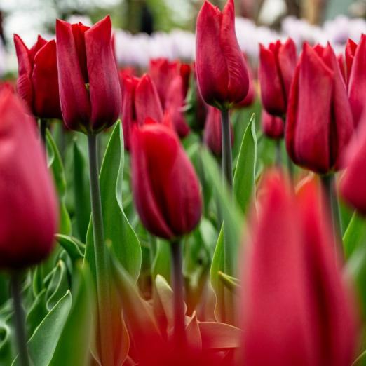 Triumph-Tulpe<br>Strong Love